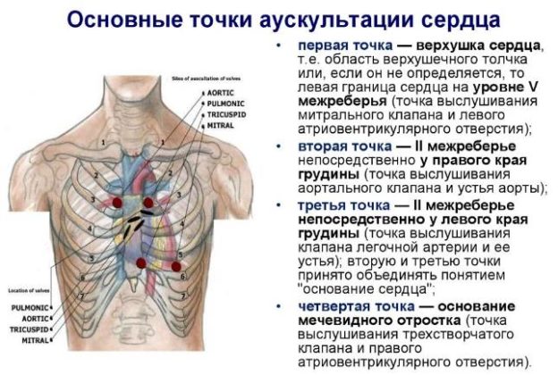 Точки выслушивания клапанов сердца