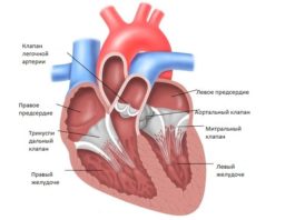 Анатомия сердца