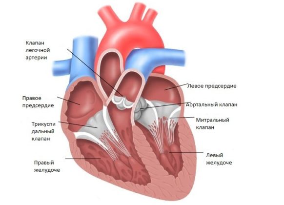 Клапаны сердца человека схема