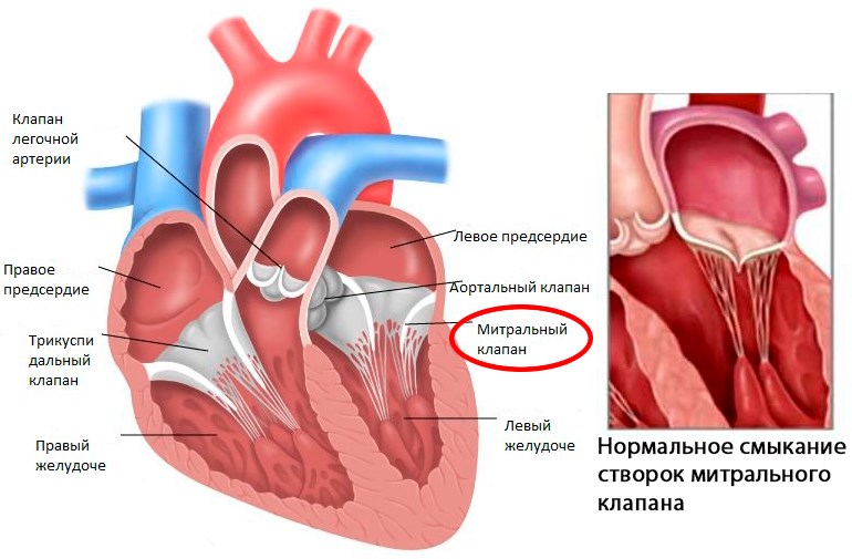 Митральный клапан сердца: где расположен, его функции